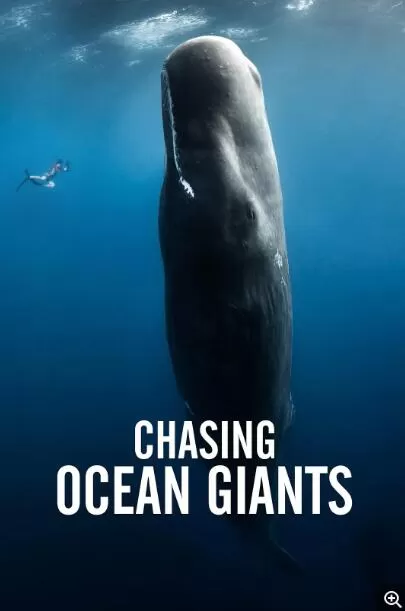 [追踪海洋巨兽 Chasing Ocean Giants][8集][探索频道纪录片][英语中字]1080P下载 