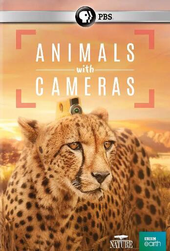 [假如动物会摄影 Animals with Cameras][3集][BBC][英语中字]1080P下载