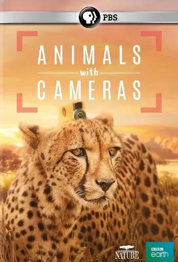 [假如动物会摄影 Animals with Cameras][3集][BBC][英语中字]1080P下载