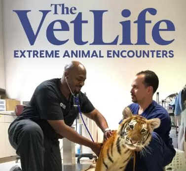 Discovery纪录片[兽医生活：极限动物邂逅 The Vet Life_ Extreme Animal Encounters]第二季共5集 英语中字1080P下载