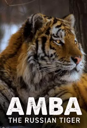 Discovery纪录片[安巴：俄罗斯虎 Amba_ The Russian Tiger]第一季共1集 英语中字1080P下载